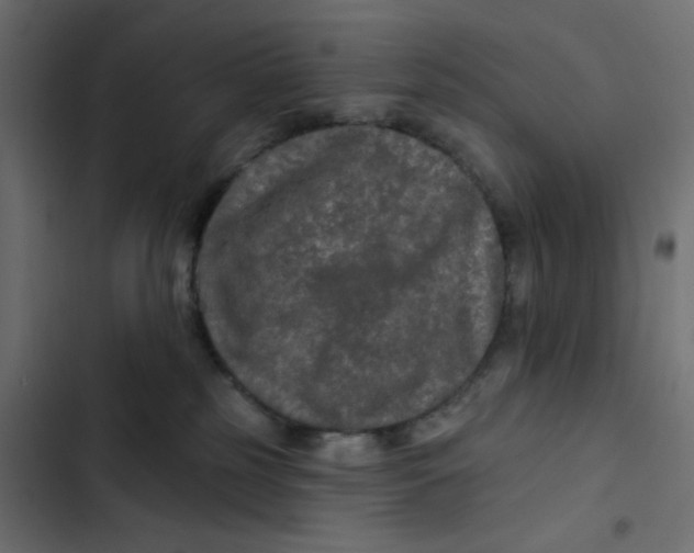 X0000103320185200809261145