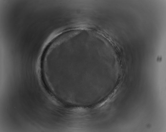 X0000103320198200809261145