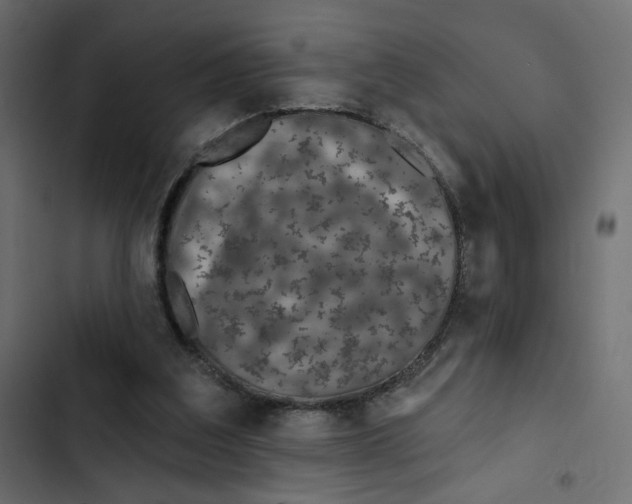 X0000103320203200809261145