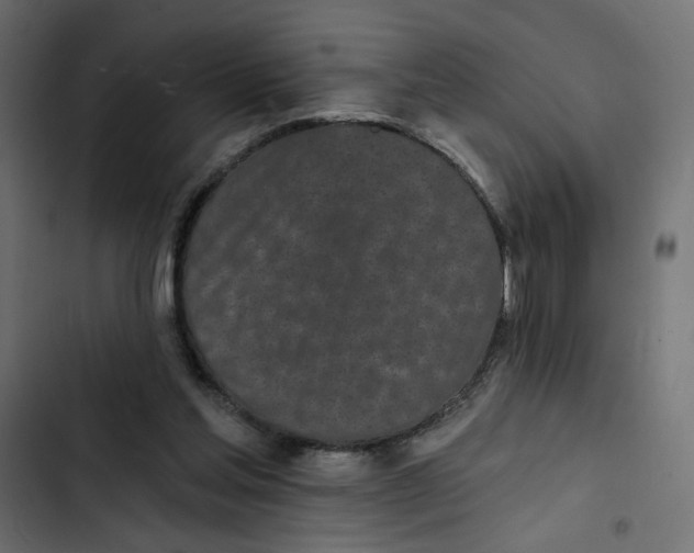 X0000103320205200809261145