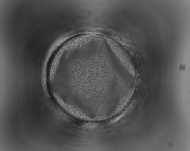 X0000103320294200809261143