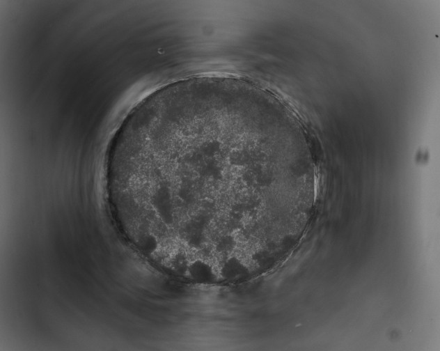 X0000103320339200809261142