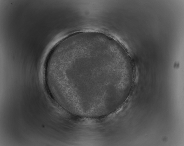 X0000103320343200809261142