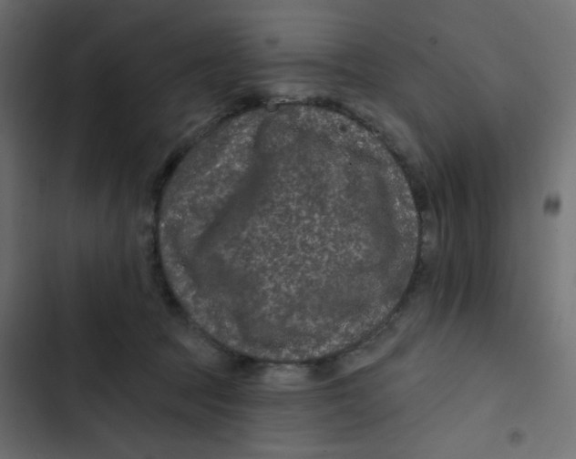 X0000103320369200809261142