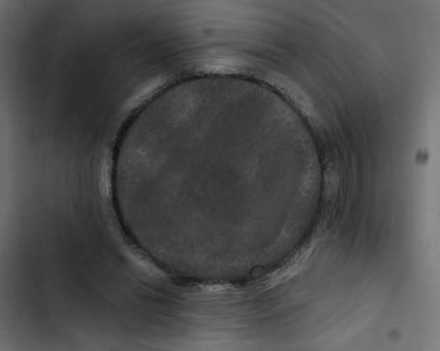 X0000103320446200809261140