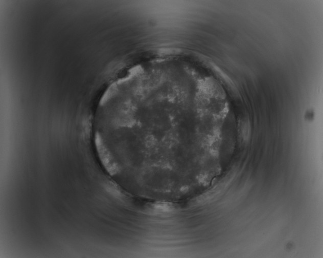 X0000103320475200809261140