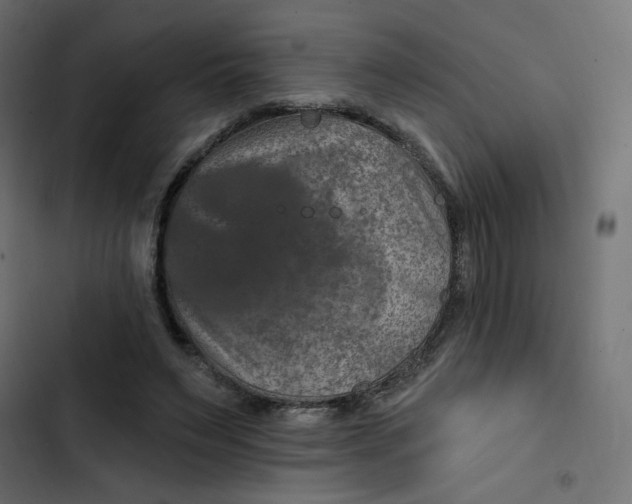 X0000103320495200809261140