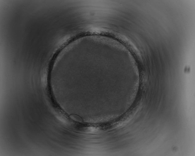 X0000103320496200809261140