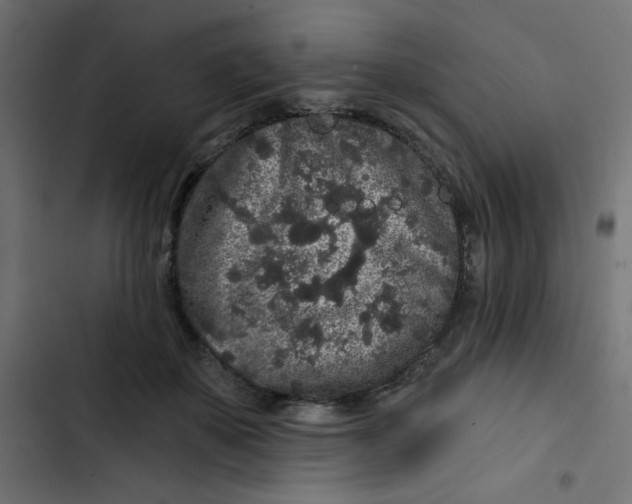 X0000103320507200809261139