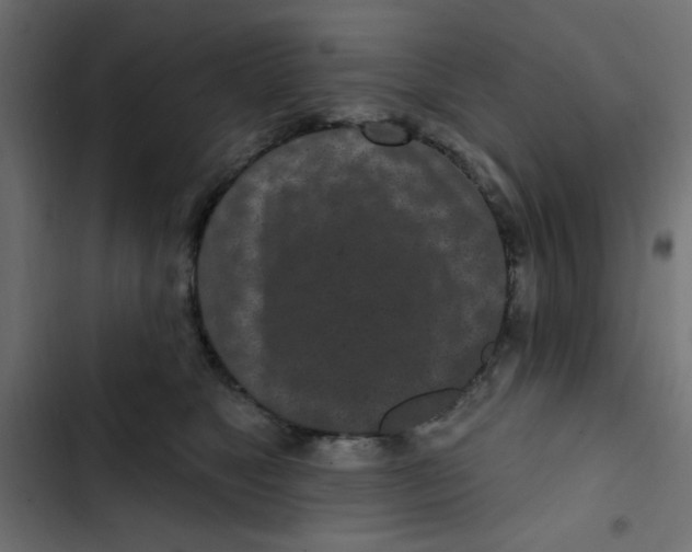 X0000103320517200809261139