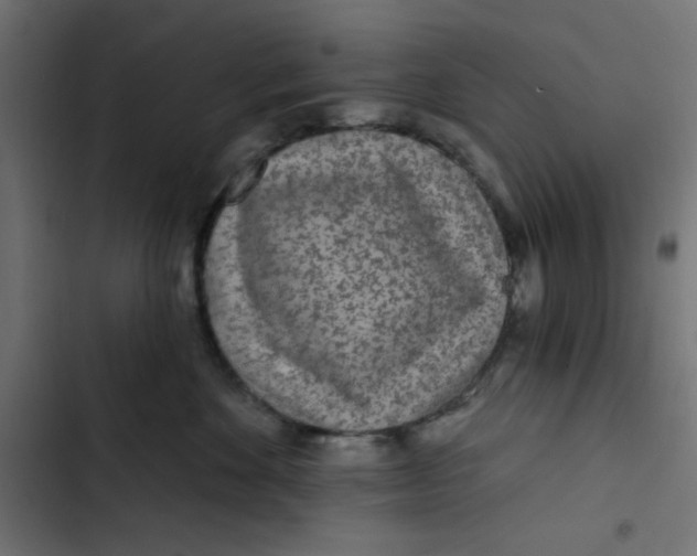 X0000103320524200809261139