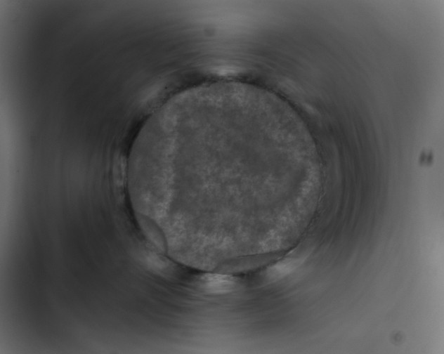 X0000103320528200809261139