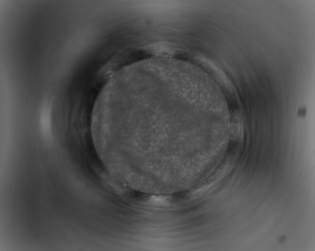 X0000103320573200809261139