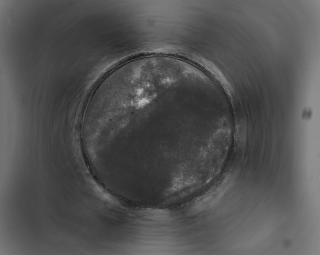 X0000103320577200809261138