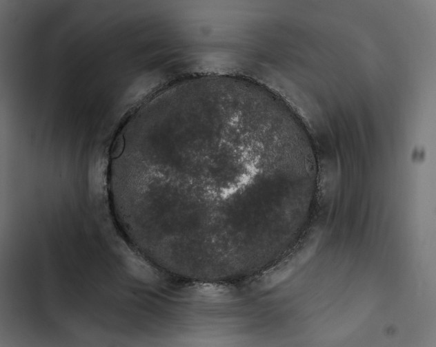 X0000103320585200809261138