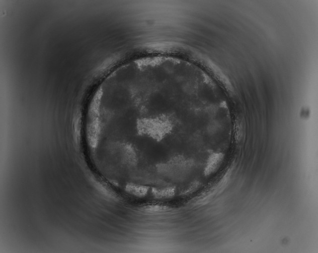 X0000103320637200809261137