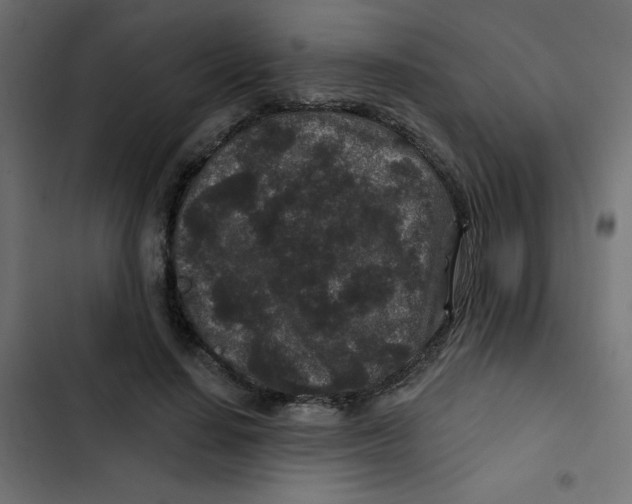 X0000103320644200809261137