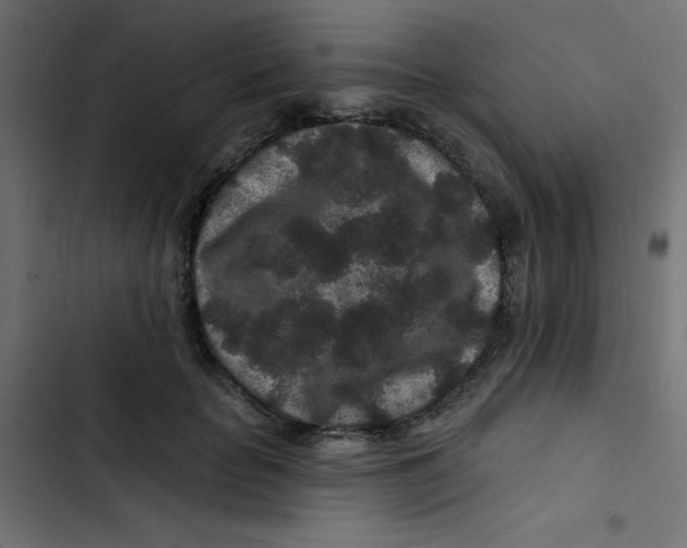 X0000103320653200809261137