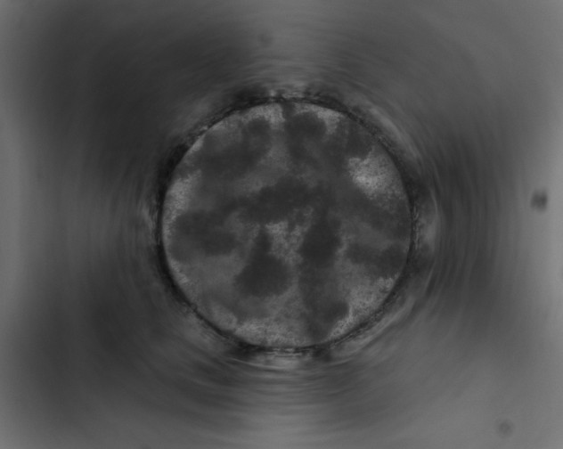 X0000103320661200809261137