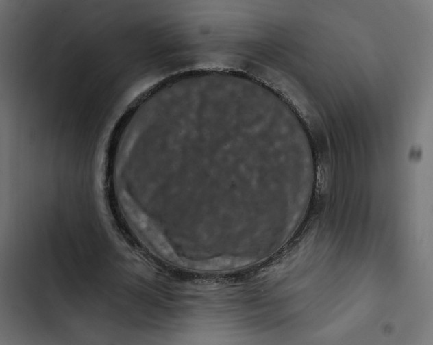 X0000103320724200809261135