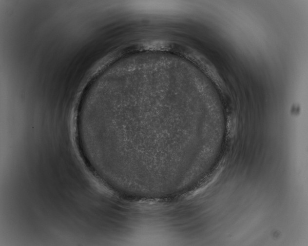 X0000103320725200809261135