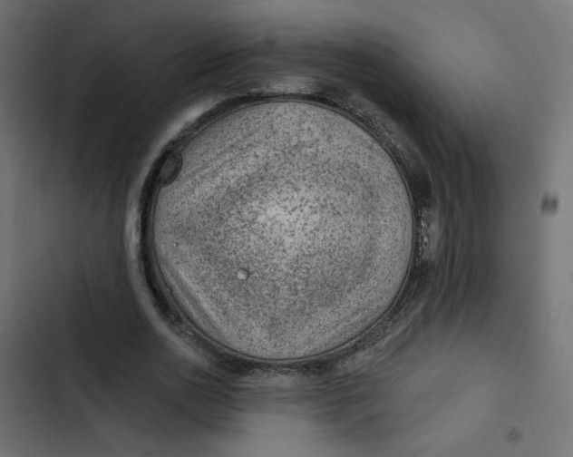 X0000103320726200809261135