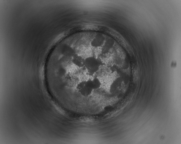 X0000103320729200809261135