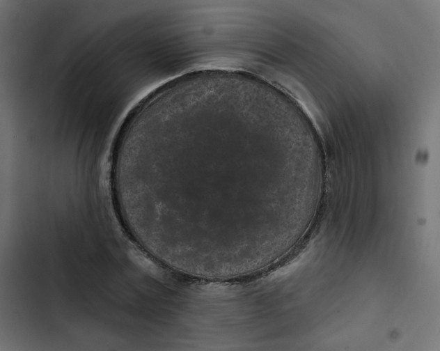 X0000103320779200809261135