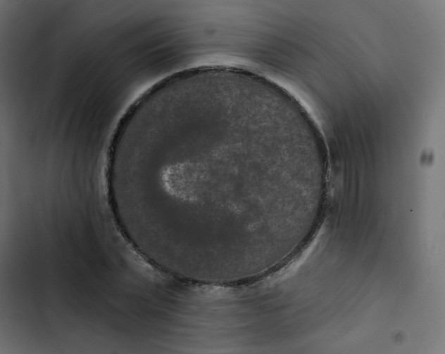 X0000103320783200809261135