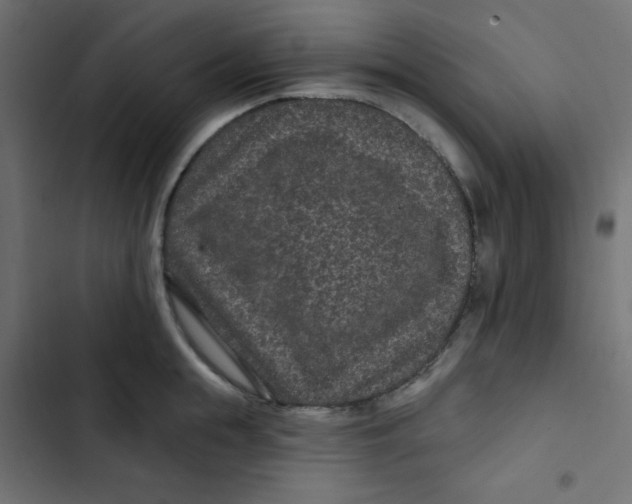 X0000103320855200809261134