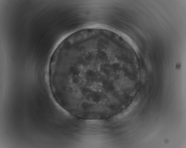 X0000103320863200809261134