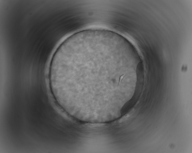 X0000103320864200809261134