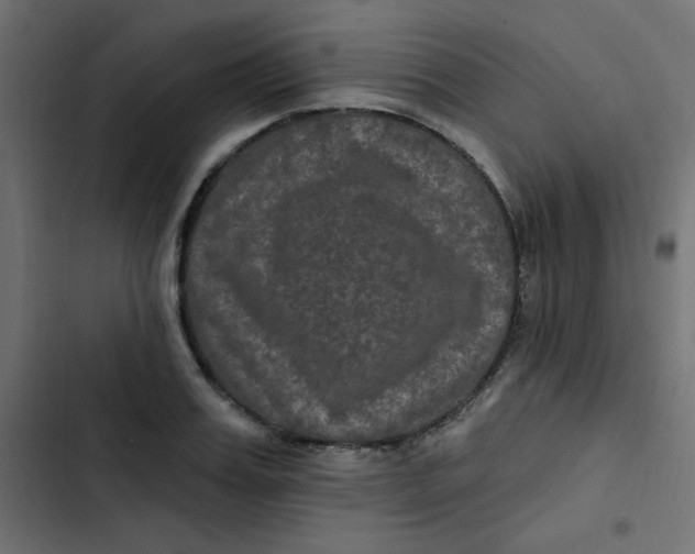 X0000103320987200809261132