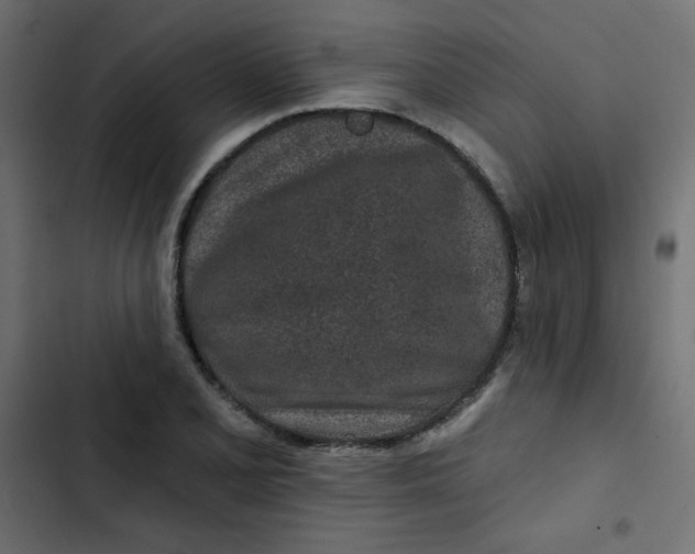 X0000103321077200809261131