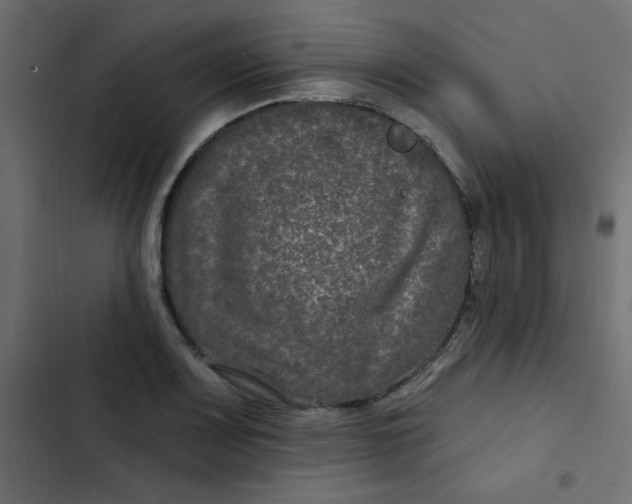 X0000103321083200809261130