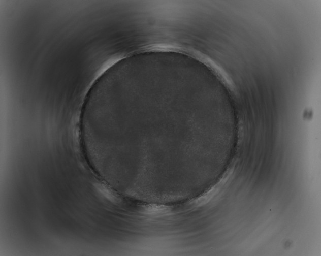 X0000103321170200809261129