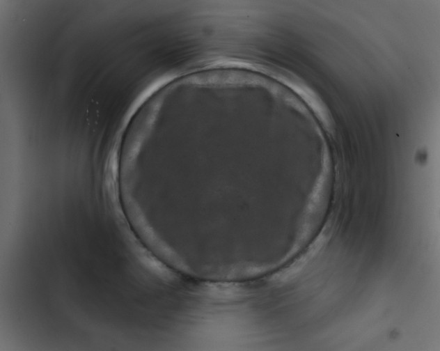 X0000103321198200809261129