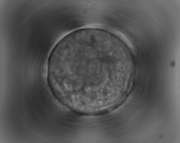 X0000103321276200809261127