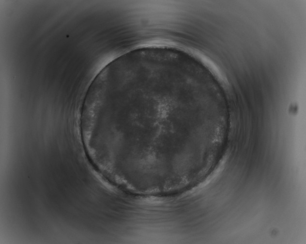 X0000103321329200809261127