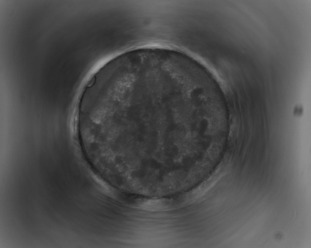 X0000103321367200809261126