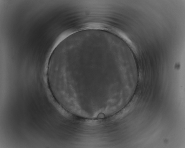 X0000103321378200809261126