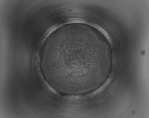 X0000103321385200809261126