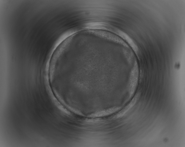 X0000103321386200809261126