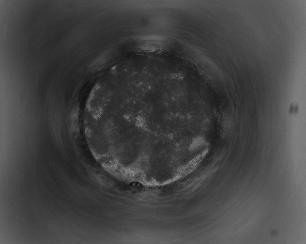 X0000103321394200809261125