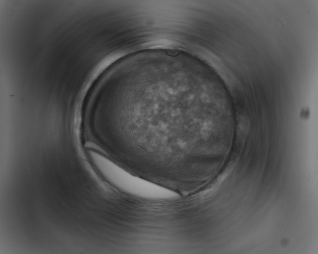 X0000103321418200809261125