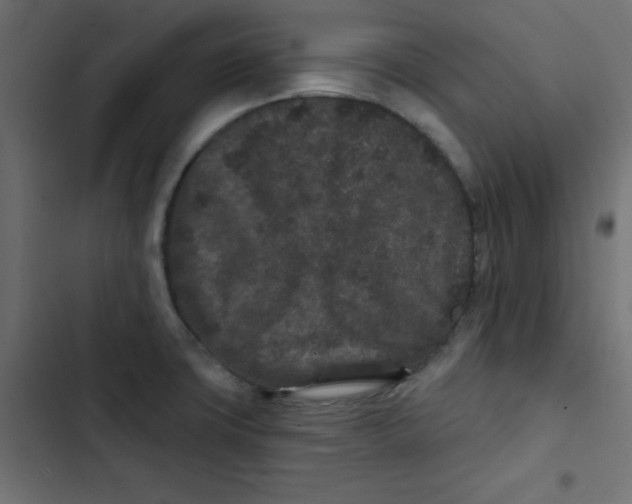 X0000103321427200809261125