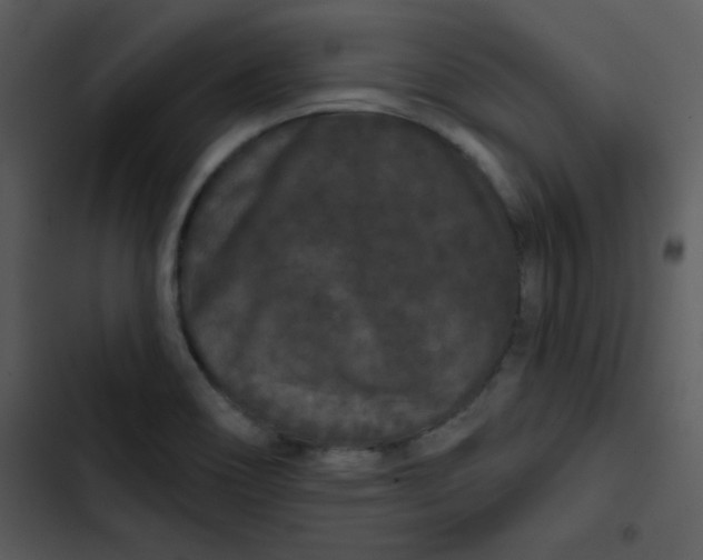 X0000103321466200809261124