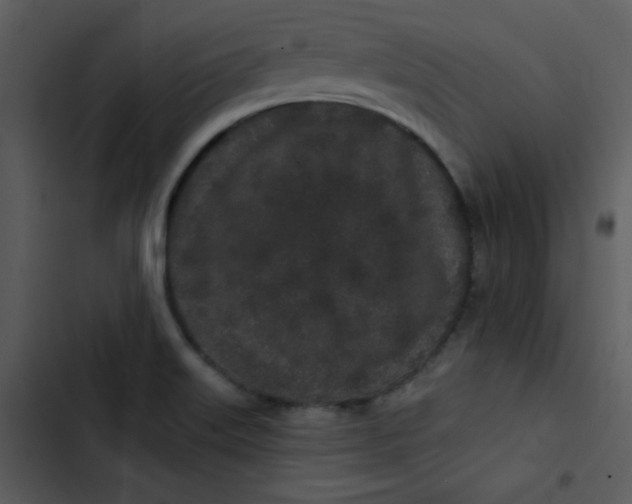 X0000103321515200809261124