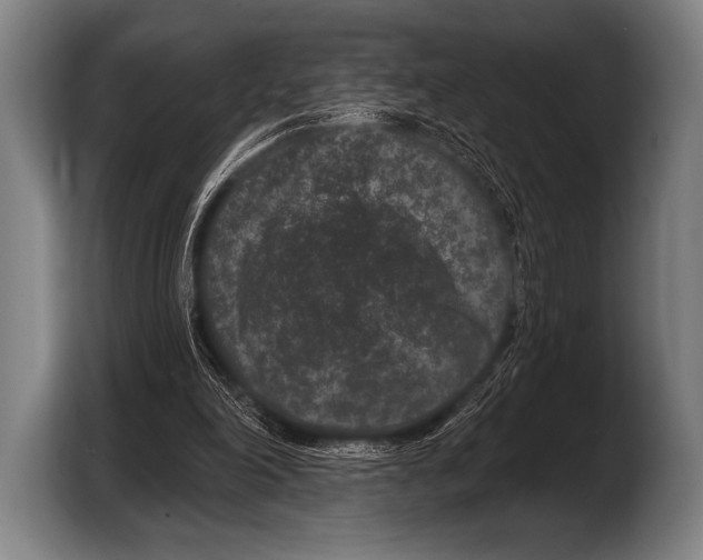X0000103320198200810061001
