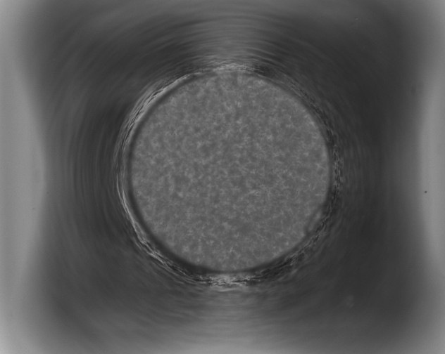 X0000103320241200810061000